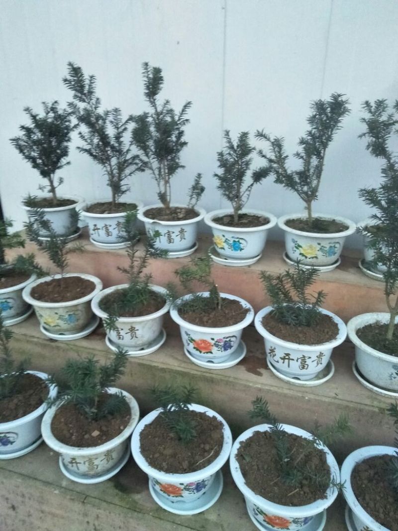 金丝楠木10cm以下