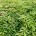 金丝楠木10cm以下