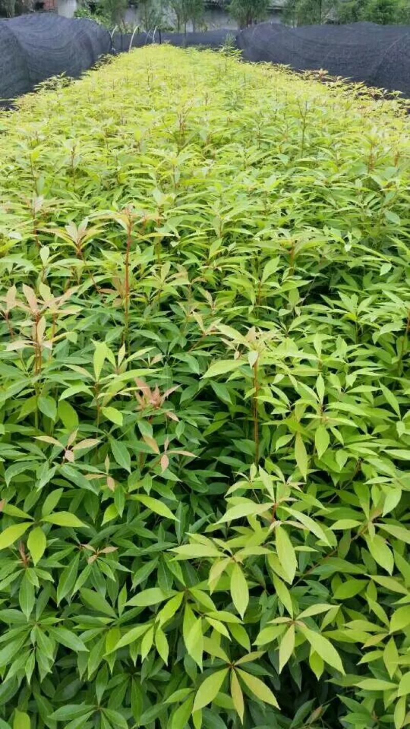 金丝楠木10cm以下