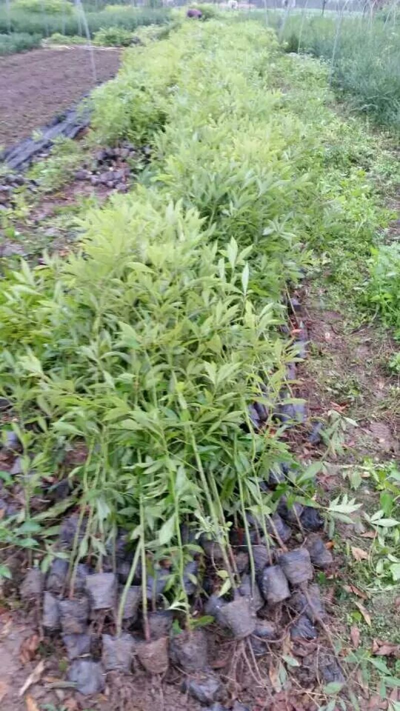金丝楠木10cm以下