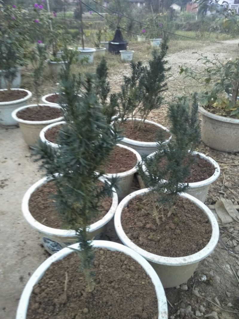 金丝楠木10cm以下