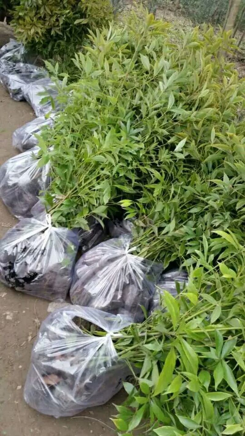 金丝楠木10cm以下