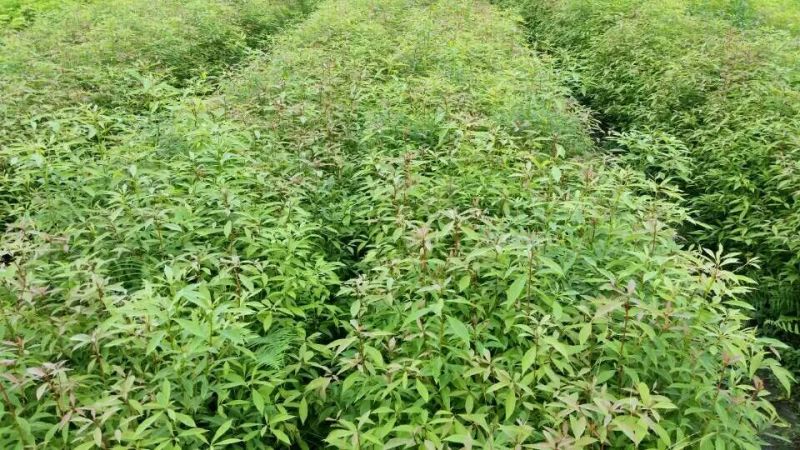 金丝楠木10cm以下