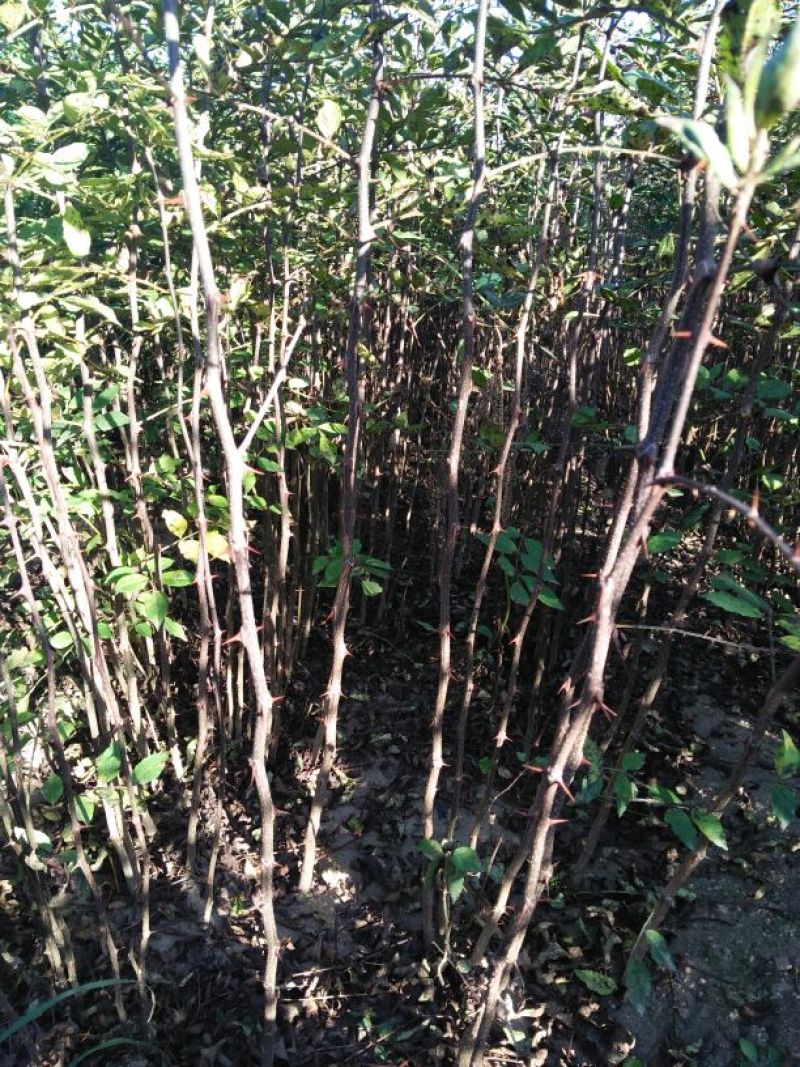 大红袍花椒苗品种纯正免费提供技术