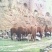 蒙古马400~500kg