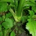 芥菜头7两以上