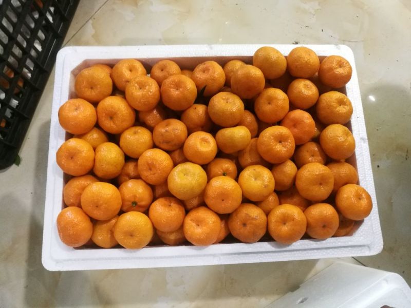 南丰蜜橘，广西蜜橘，蜜橘