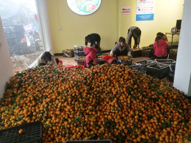 南丰蜜橘，广西蜜橘，蜜橘