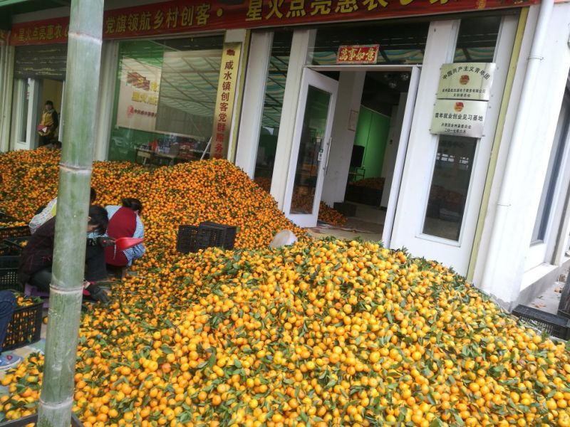 南丰蜜橘，广西蜜橘，蜜橘