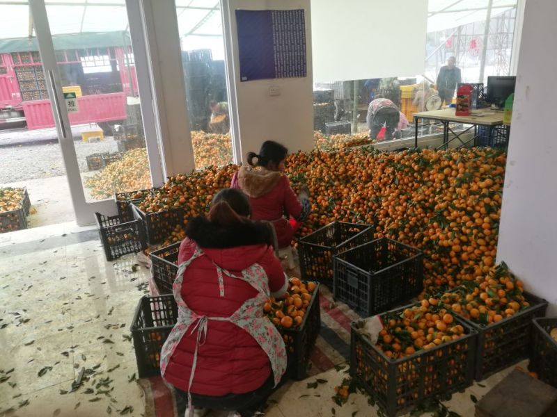 南丰蜜橘，广西蜜橘，蜜橘