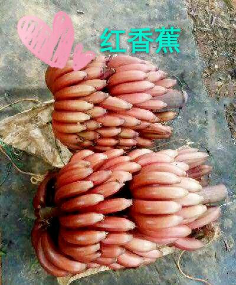 红香蕉苗当年结果易管理营养高