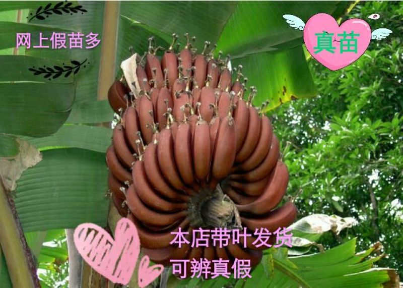 红香蕉苗当年结果易管理营养高