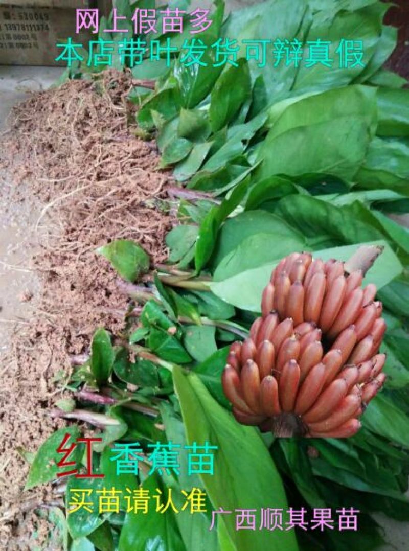 红香蕉苗当年结果易管理营养高