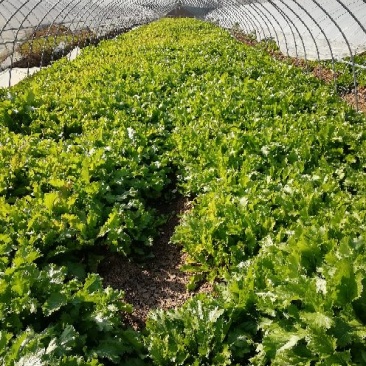 荠菜10cm以上