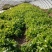 荠菜10cm以上