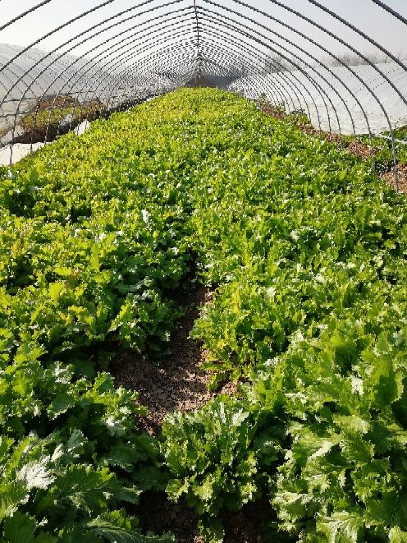 荠菜10cm以上