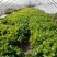 荠菜10cm以上
