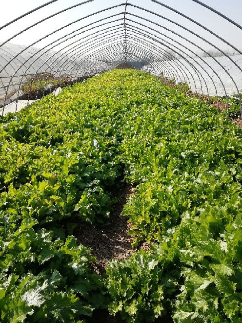 荠菜10cm以上