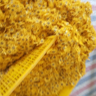 药用菊花散装