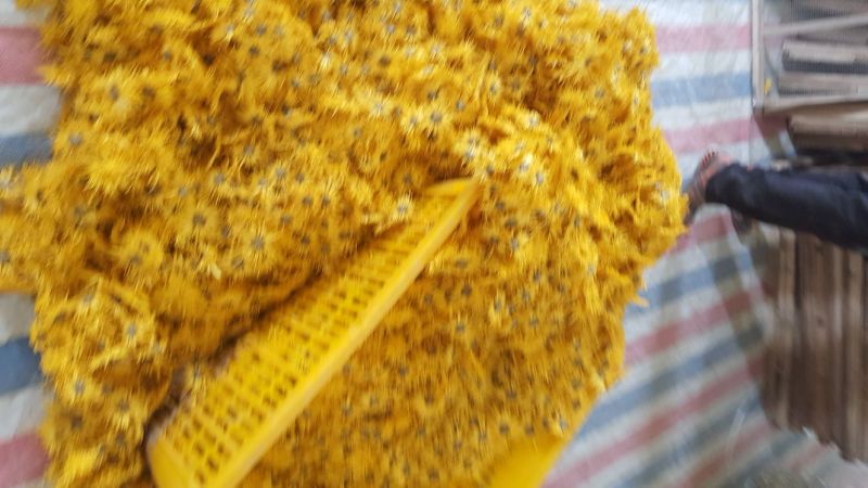 药用菊花散装