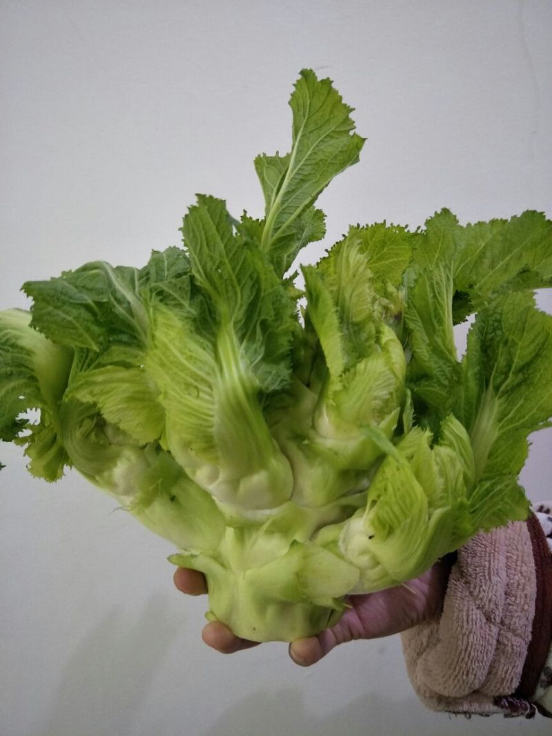 儿菜5两以上