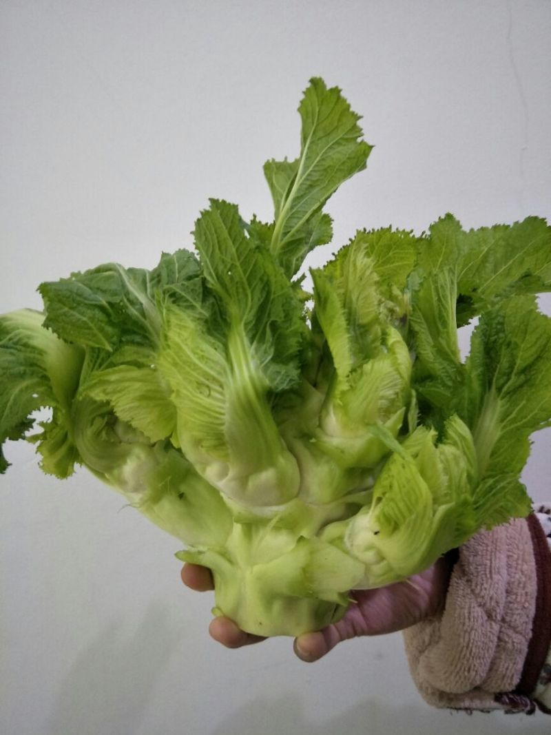 儿菜5两以上