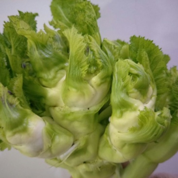 儿菜5两以上