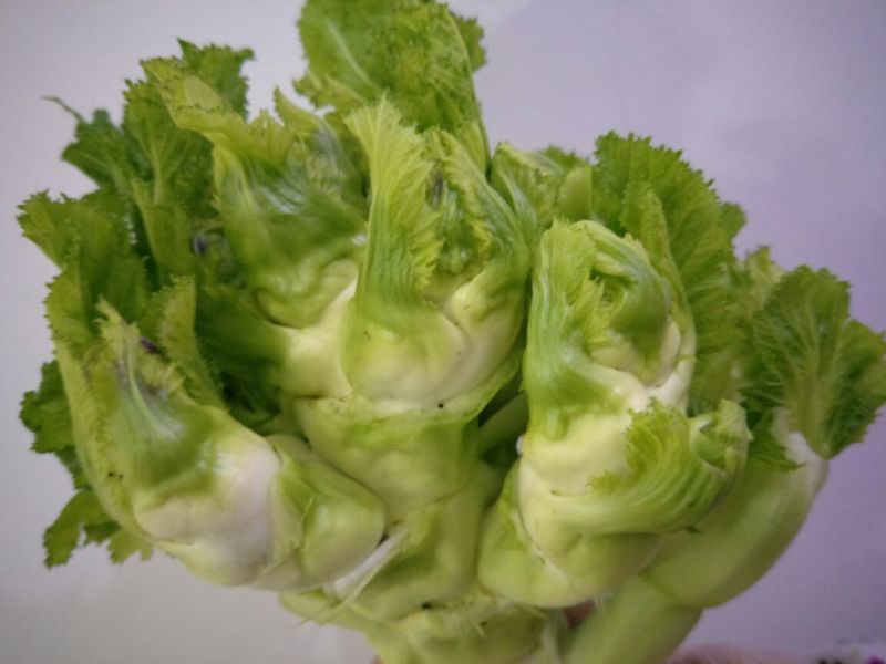 儿菜5两以上