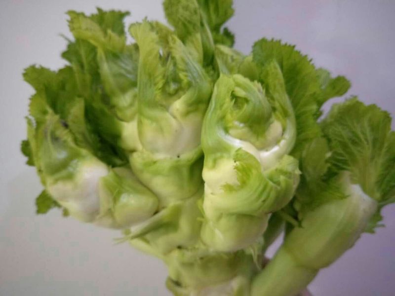 儿菜5两以上