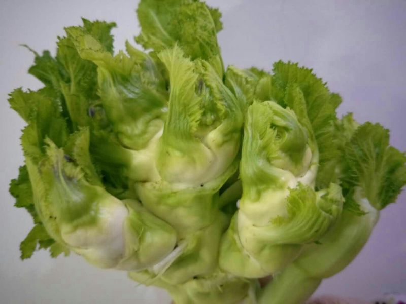儿菜5两以上