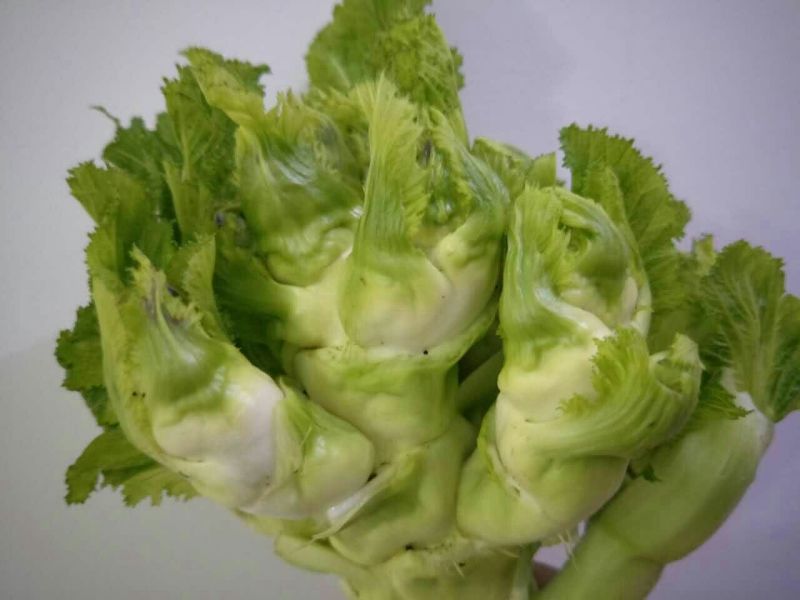 儿菜5两以上