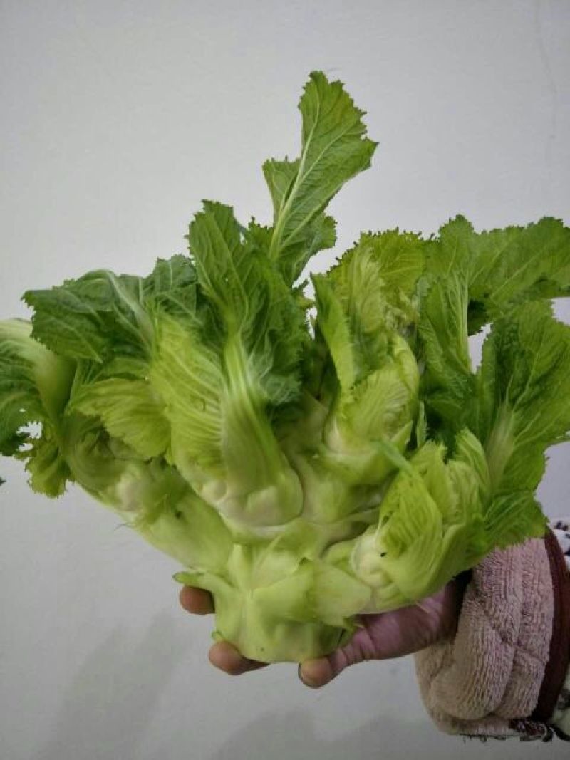儿菜5两以上