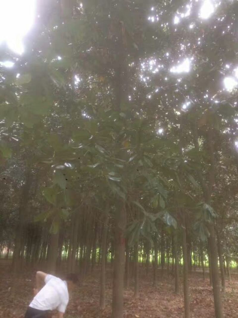 广玉兰