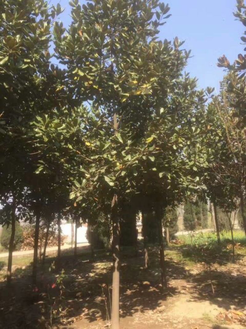 广玉兰