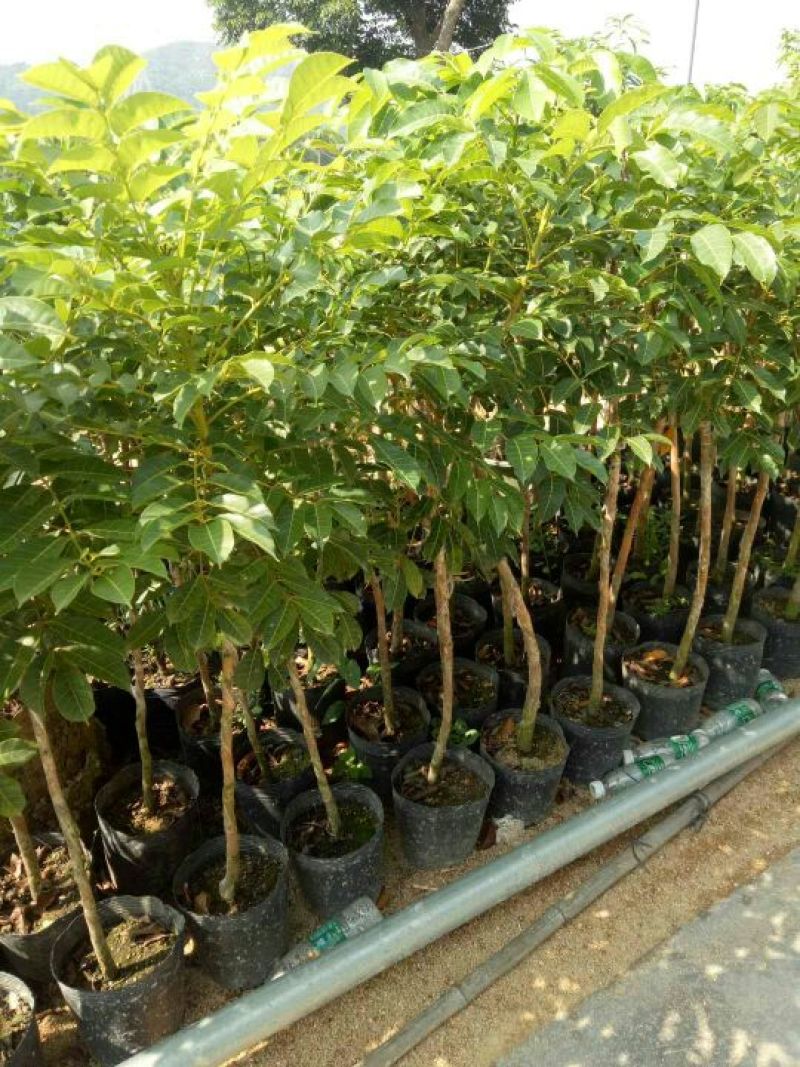 工艺橄榄，黑榄树苗两年苗当年挂果黄的也有