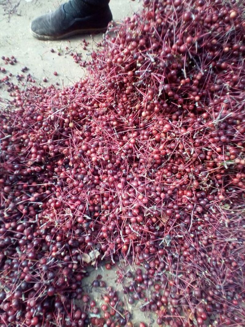 山丁籽棠梨种子，，特级精品一级货发芽率高