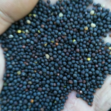 油菜籽1级