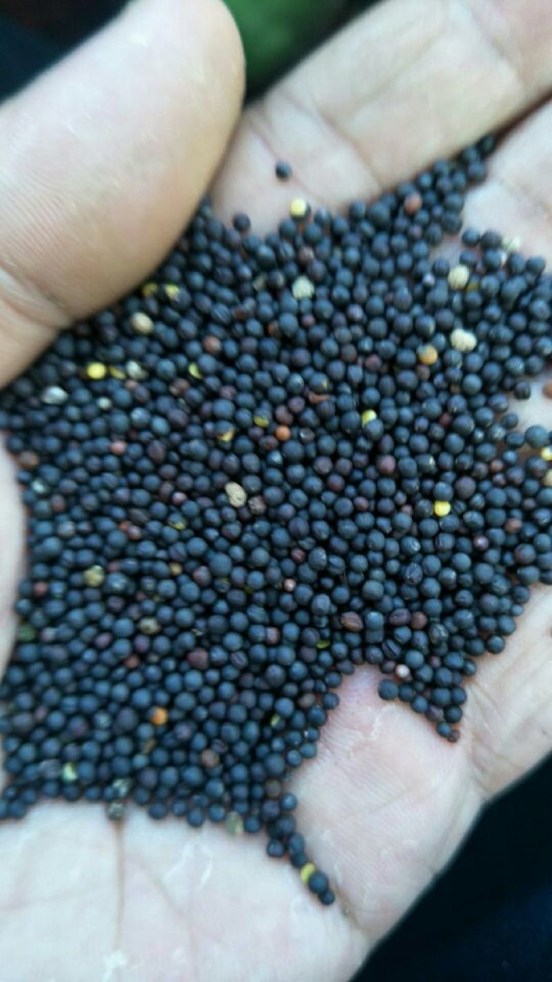 油菜籽1级