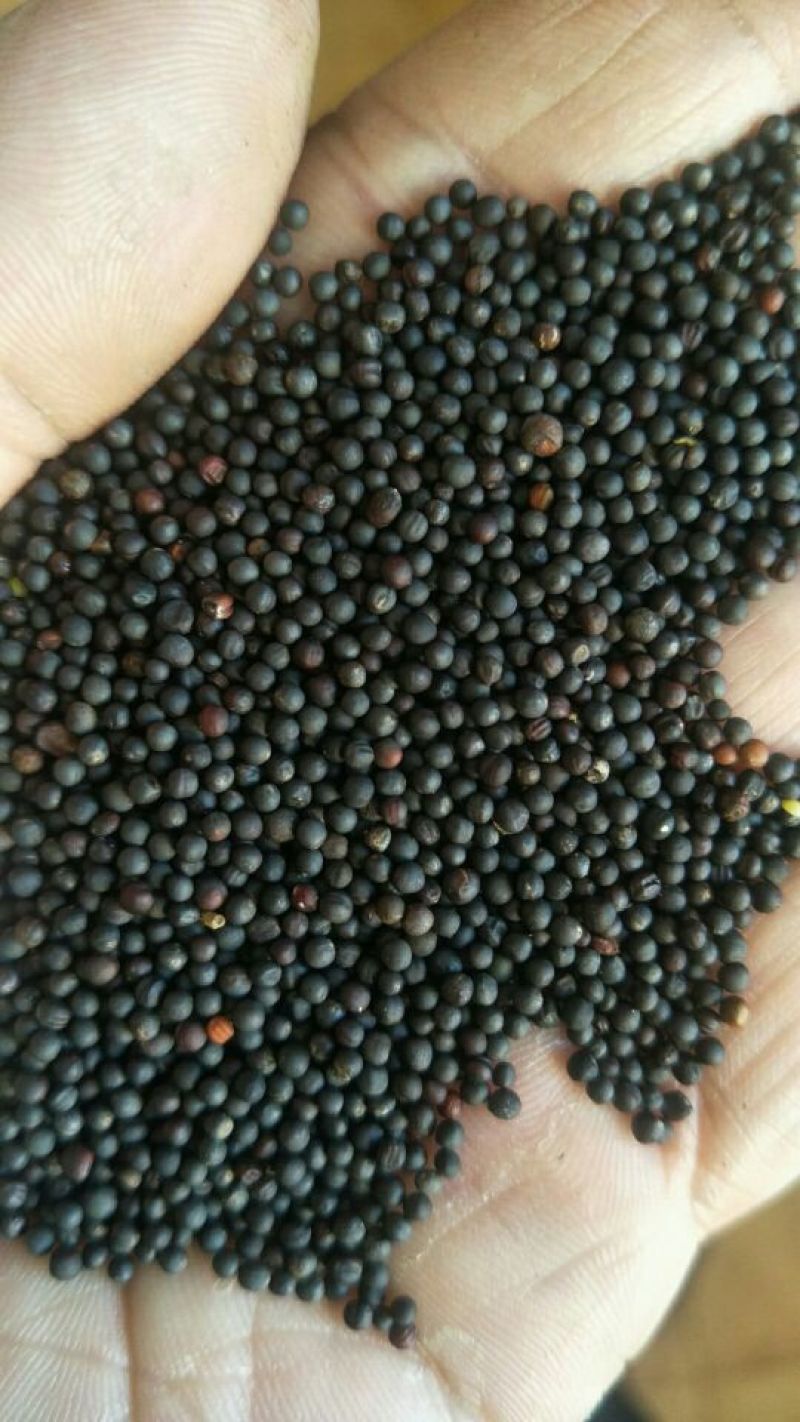 油菜籽1级