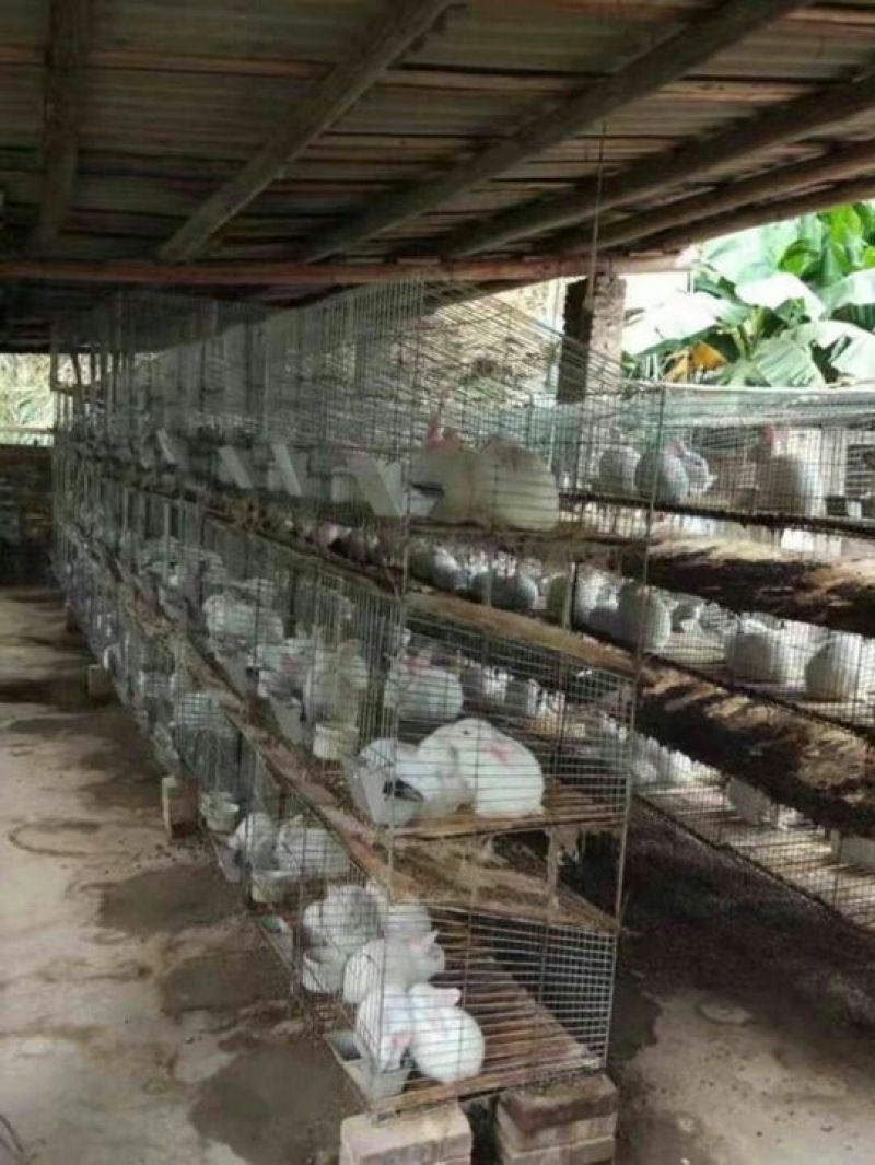 思麻兔1斤以下，长得快好养殖
