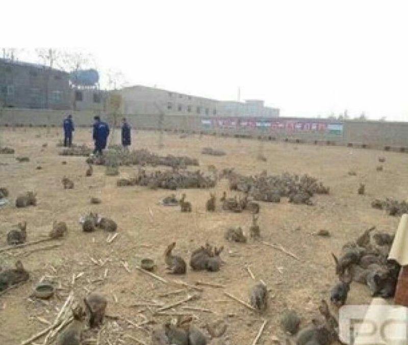 思麻兔1斤以下，长得快好养殖