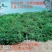 纽荷尔脐橙70~75mm