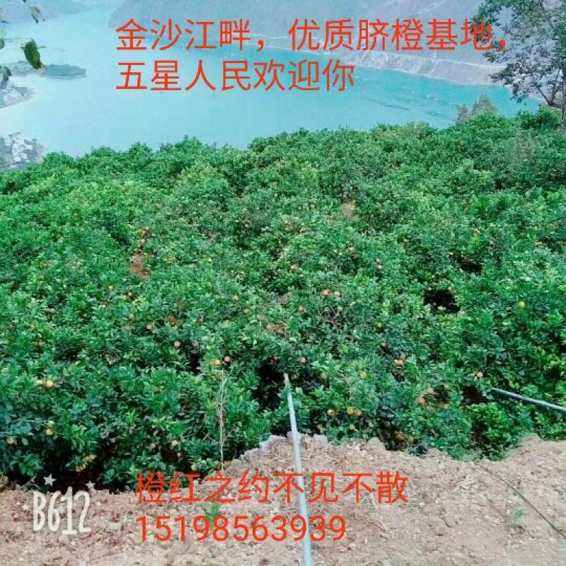 纽荷尔脐橙70~75mm