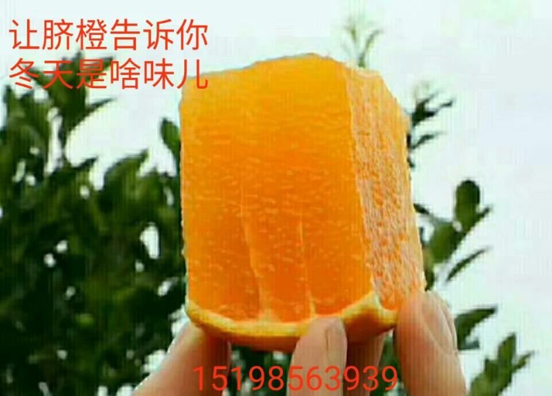 纽荷尔脐橙70~75mm