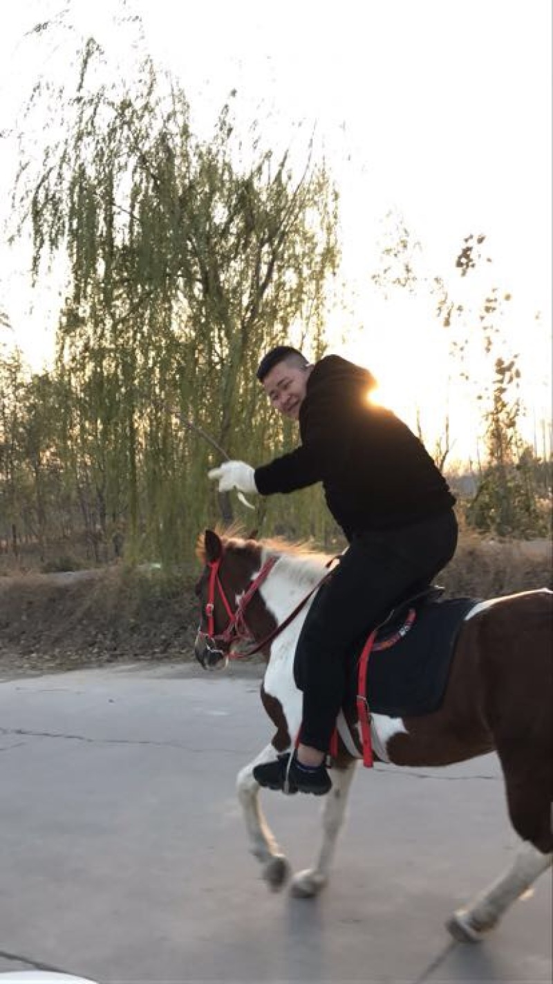 肉马400~500kg