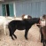肉马400~500kg
