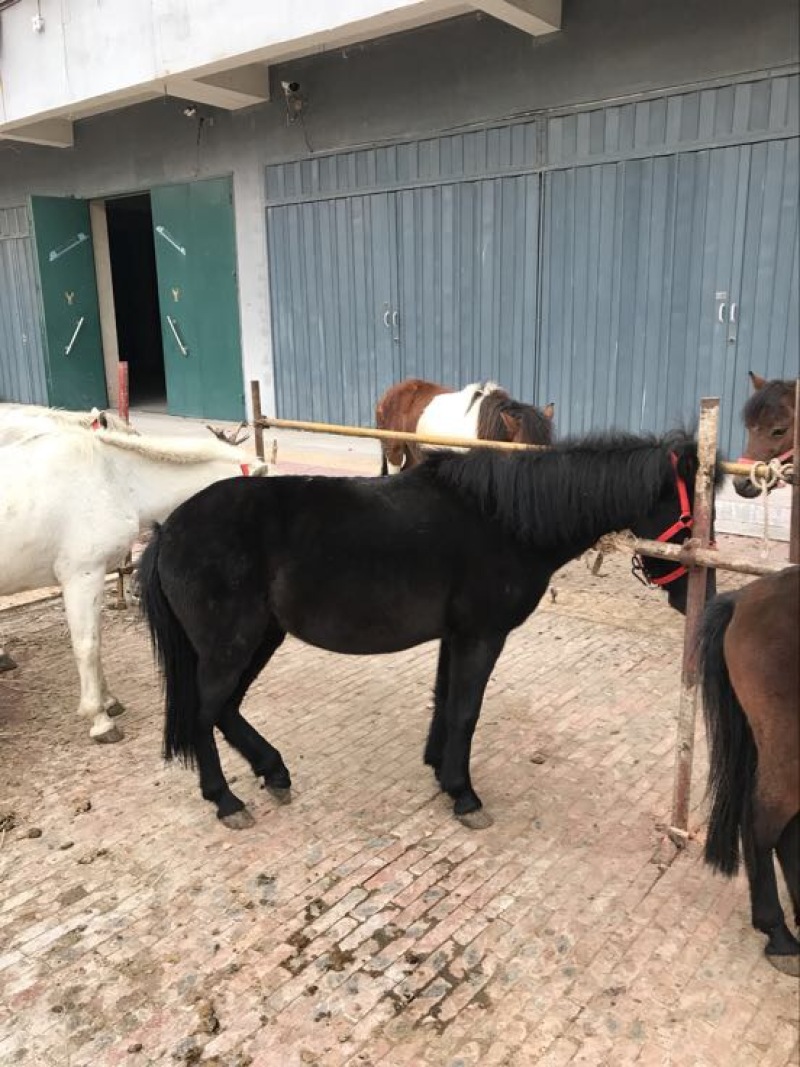 肉马400~500kg