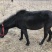 肉马400~500kg