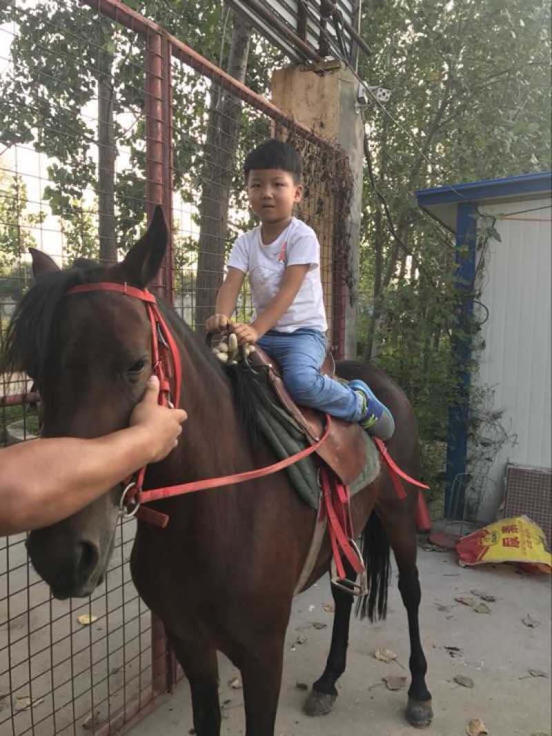 肉马400~500kg