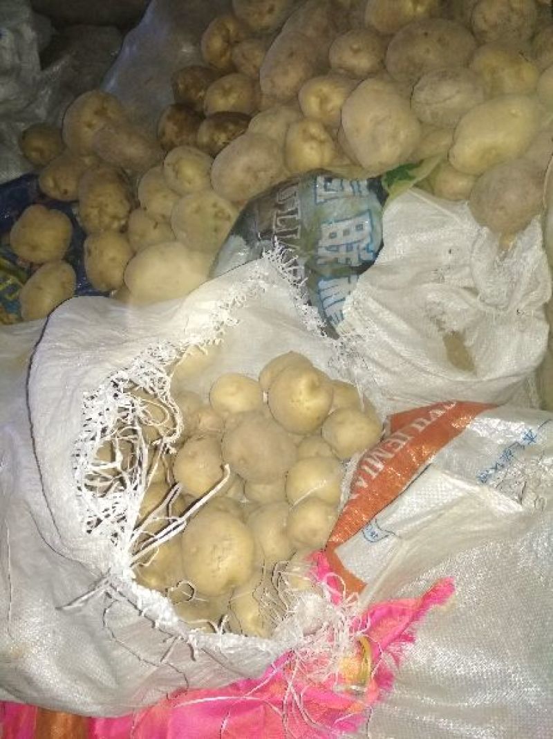 晋薯16号通货1两以上